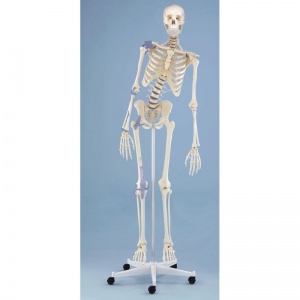 Therapy Model Skeleton Toni